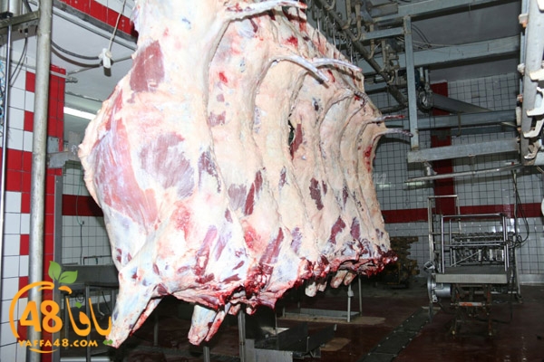 Jam3iya ada7ya (16).jpg